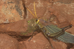 Taeniopoda picticornis