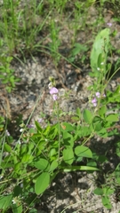 Galactia mollis