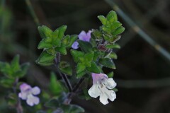 Prostanthera densa