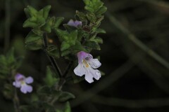 Prostanthera densa