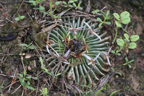 Stenocactus obvallatus