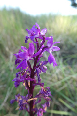 Orchis olbiensis