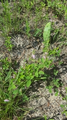 Galactia mollis