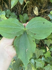 Trillium ovatum