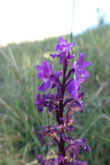 Orchis olbiensis