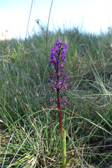 Orchis olbiensis