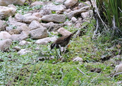 Cinclodes olrogi