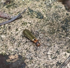 Podabrus cavicollis