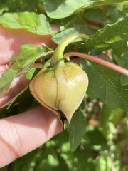 Distimake dissectus dissectus