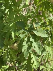 Distimake dissectus dissectus