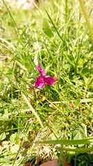 Vicia pyrenaica