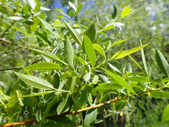 Salix boothii