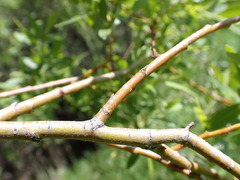 Salix boothii
