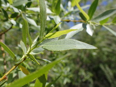 Salix boothii