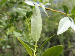Salix boothii