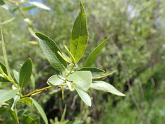 Salix boothii