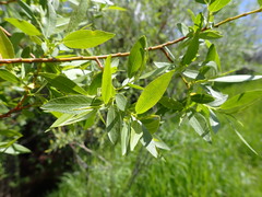 Salix boothii