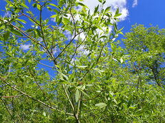 Salix boothii