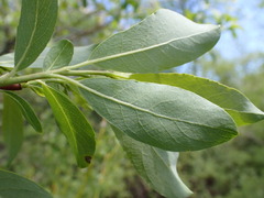 Salix lutea