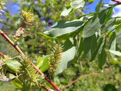 Salix lutea