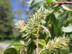 Salix lutea