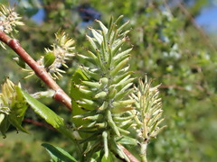 Salix lutea