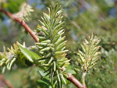 Salix lutea