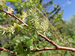 Salix lutea