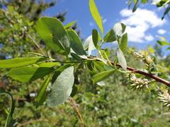 Salix lutea