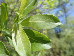 Salix lutea