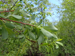 Salix lutea