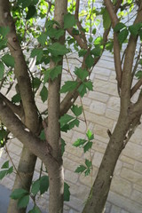 Cissus trifoliata