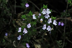 Prostanthera densa