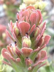 Castilleja pilosa