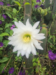 Trichocereus spachianus