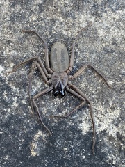 Morebilus plagusius