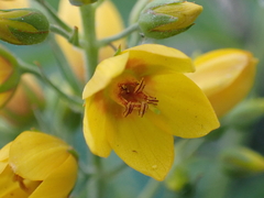 Lysimachia vulgaris
