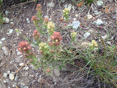 Castilleja pilosa