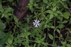 Stellaria flaccida