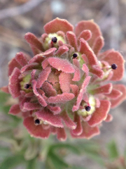 Castilleja pilosa
