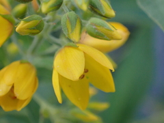 Lysimachia vulgaris