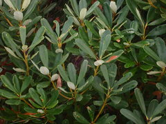 Banksia paludosa