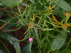 Boronia pinnata