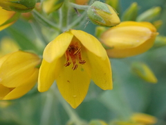 Lysimachia vulgaris