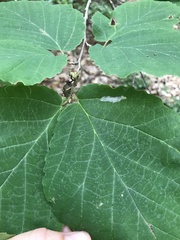Caloptilia superbifrontella
