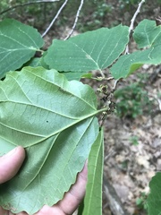 Caloptilia superbifrontella
