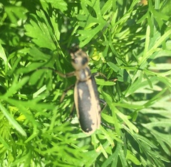 Epicauta cinerea-group