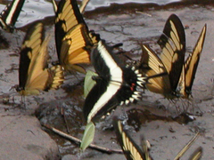 Heraclides hectorides