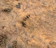 Lasius americanus