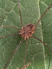 Leiobunum euserratipalpe